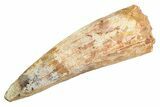 Real Fossil Spinosaurus Tooth - Large Dinosaur Tooth #347239-1